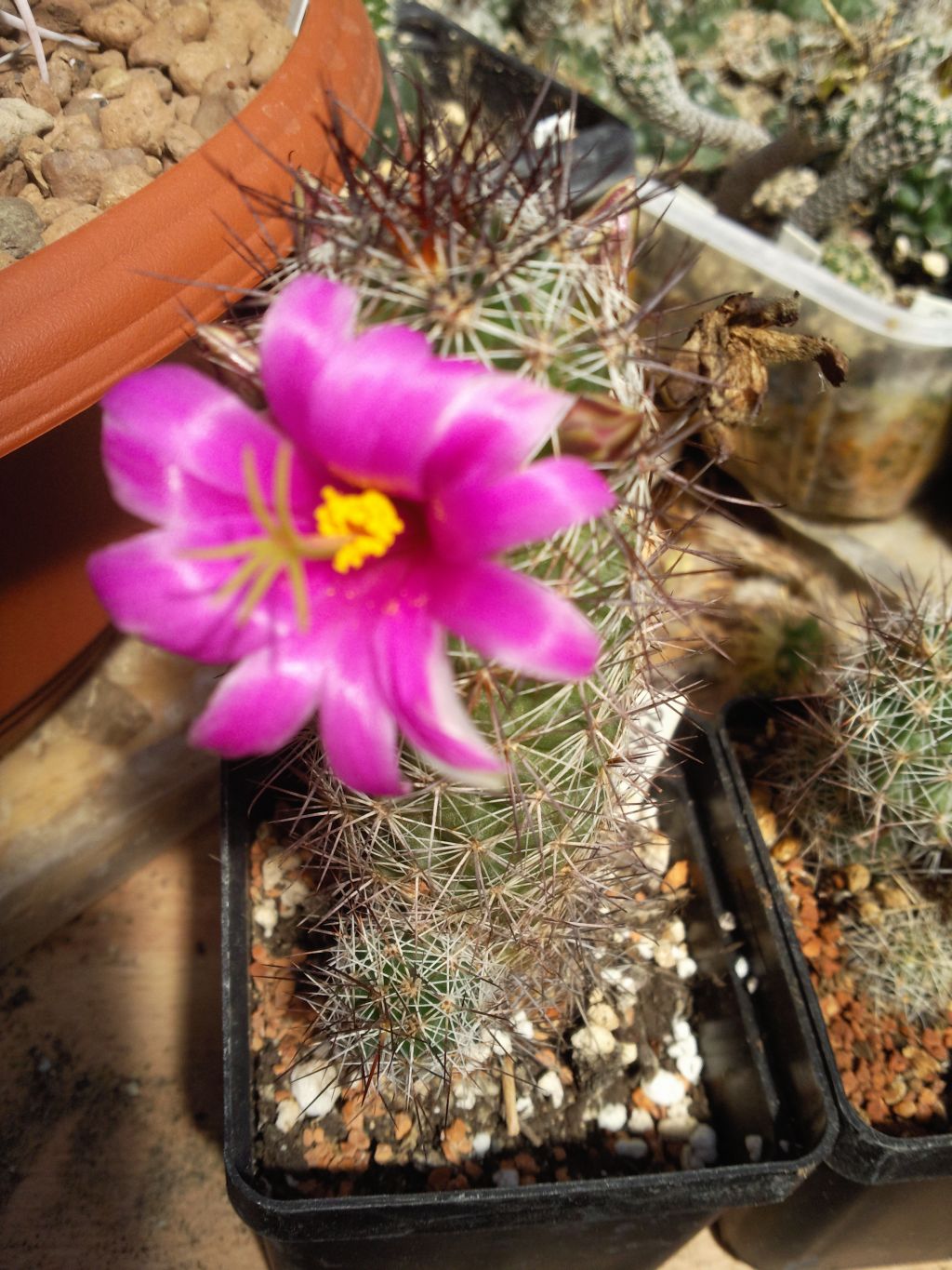 Mammillaria mazatlanensis